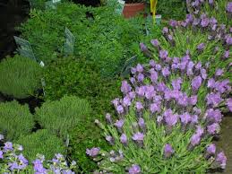 VALLROSA JARDINERIA