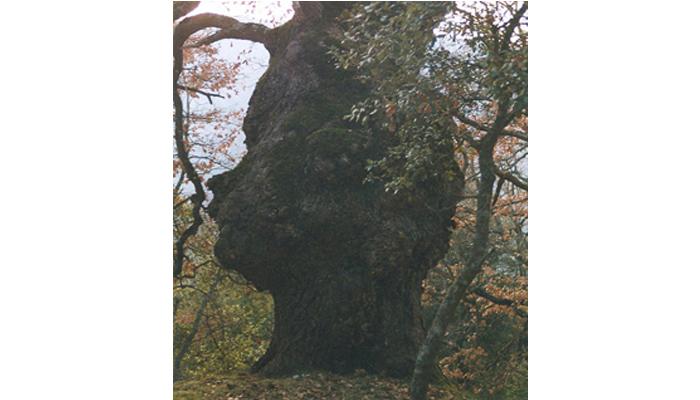 Arbre Nen