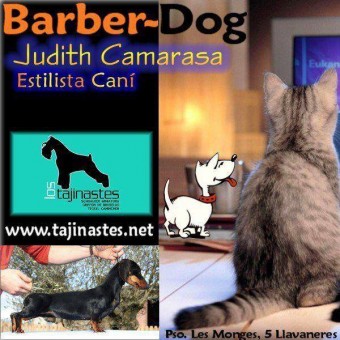 Barber Dog