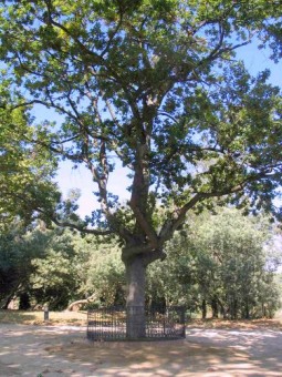 Arbre de Guernica