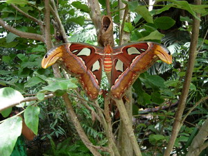 BUTTERFLY PARK EMPURIABRAVA